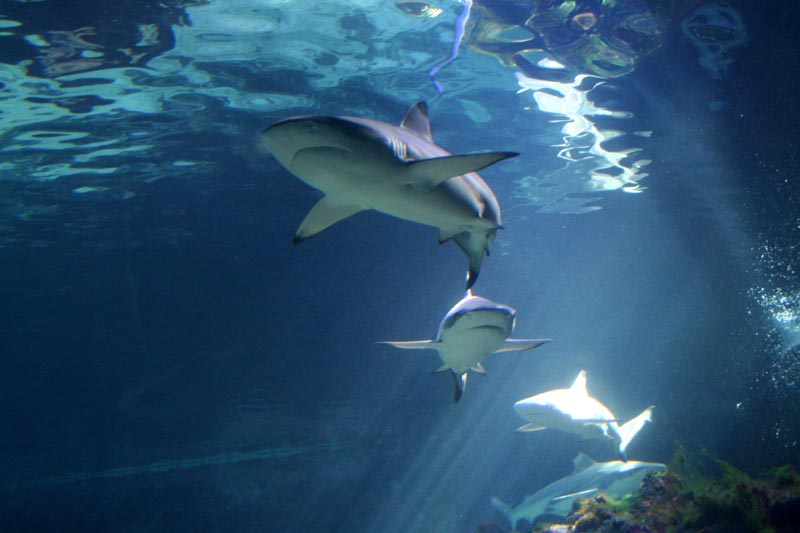 Killikus&reg; Fotographie